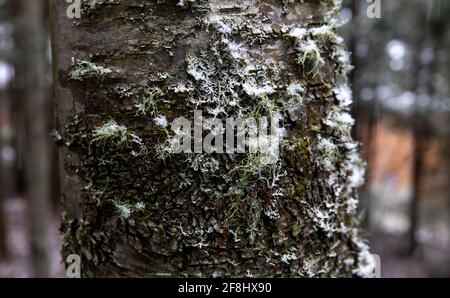 mousse sur un tronc d'arbre dans la forêt couverte par une fine couche de neige Banque D'Images