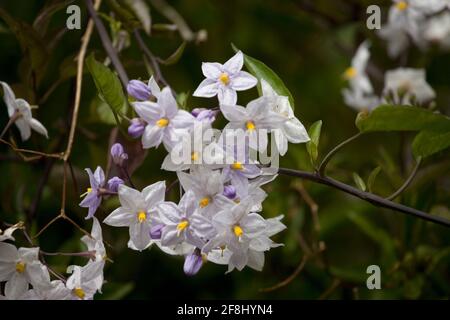 Gros plan des fleurs de Solanum laxum (vigne de pomme de terre) : Île-de-Bréhat, Côtes-d'Armor, Bretagne, France Banque D'Images