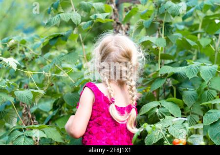 petite fille blonde avec tresse arrière vue cueillette rasperry Banque D'Images