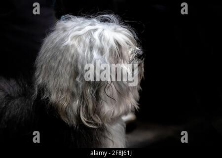 Terrier tibétain Banque D'Images