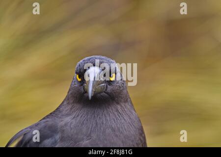 Reflet d'un currawong féroce au lac Dove, au parc national de Cradle Mountain, dans la région des Central Highlands en Tasmanie, en Australie. Banque D'Images