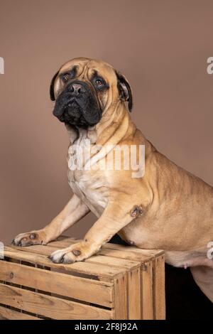 Un chien de taureau mastiff debout sur une caisse isolée sur fond beige Banque D'Images