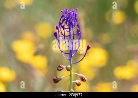 Leopoldia comosa (L.) Paramètre (syn. Muscari comosum) est une plante bulbeuse vivace. Habituellement appelé la jacinthe de pampille ou la jacinthe de raisin de pampille, il est als Banque D'Images