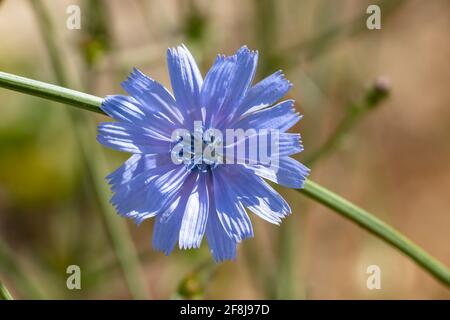 Cichorium intybus, chicorée commune est une plante herbacée vivace quelque peu ligneuse de la famille des pissenlits Asteraceae, habituellement avec des fleurs bleu vif Banque D'Images