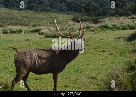 Sri Lankan Sambar Deer - Horton Plains Banque D'Images