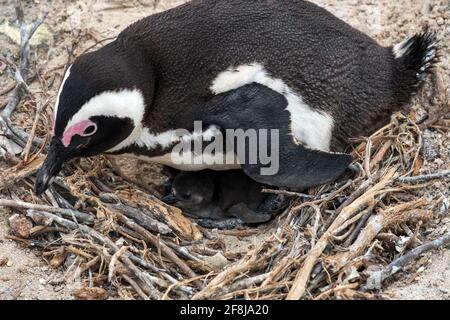 Gros plan d'une manchot africaine assise sur un nid avec son poussin, Boulders Beach, Simon's Town, Western Cape, Afrique du Sud Banque D'Images