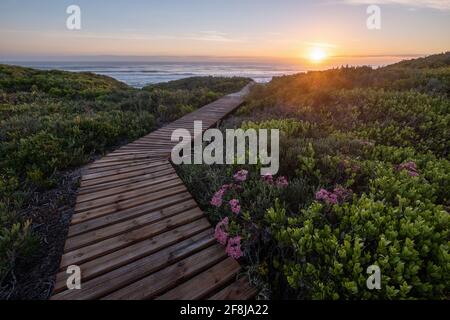 Promenade en bois à travers les fynbos et les dunes de sable menant à l'océan, Yzerfontein, Cape Town, Western Cape, Afrique du Sud Banque D'Images