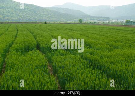 L'histoire du champ d'orge verte Banque D'Images