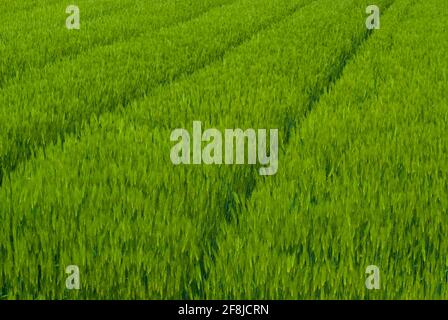 L'histoire du champ d'orge verte Banque D'Images