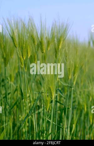 L'histoire du champ d'orge verte Banque D'Images