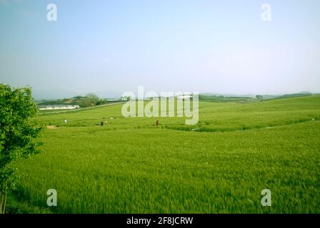 L'histoire du champ d'orge verte Banque D'Images