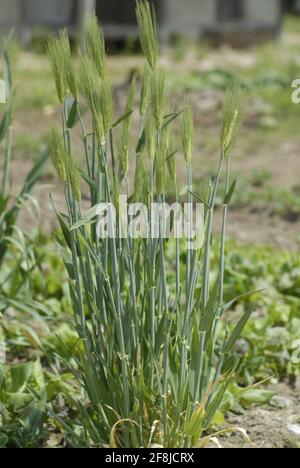 L'histoire du champ d'orge verte Banque D'Images