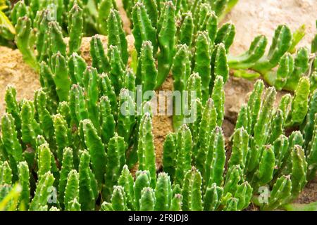 Sol de Stapelia surcultivé recouvert de pousses de plantes succulentes Banque D'Images