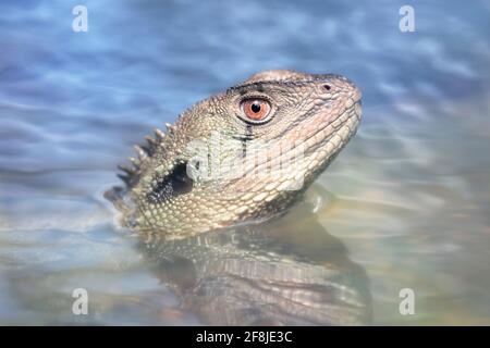 Portrait d'un dragon de l'eau sauvage du Gippsland partiellement immergé dans une rivière, en Australie Banque D'Images