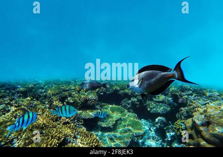 Sous l'eau dans le récif de corail dans la mer tropicale Banque D'Images
