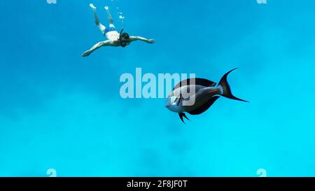 Plongée sous-marine en mer bleue dans le récif de corail Banque D'Images
