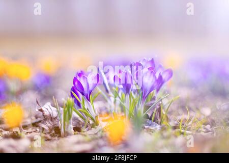 beau crocus au parc. fleurs de printemps. beaucoup de fleurs de crocus bleu et jaune au printemps Banque D'Images