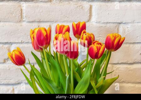 Tulipes de printemps fraîches sur fond de mur de briques blanches. Banque D'Images