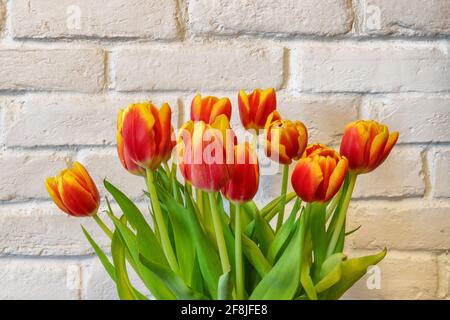 Tulipes de printemps fraîches sur fond de mur de briques blanches. Banque D'Images