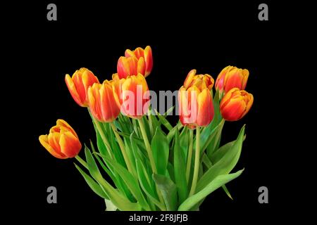Tulipes de printemps fraîches sur fond noir. Banque D'Images