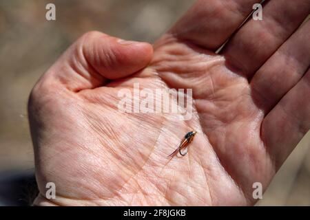 Un adulte mâle tient des mouches de pêche à la truite le long de passage Creek, va. Banque D'Images