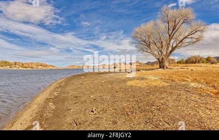 Lone Tree sur la rive du lac Watson, Arizona Banque D'Images