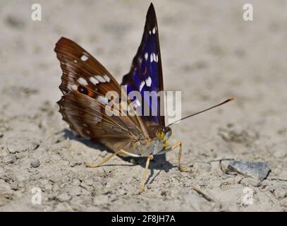 Lesser purple emperor - Apatura ilia Banque D'Images