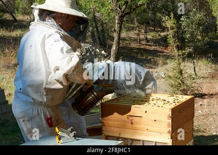 Apiarist travaillant avec vos abeilles pour obtenir le miel doux Banque D'Images