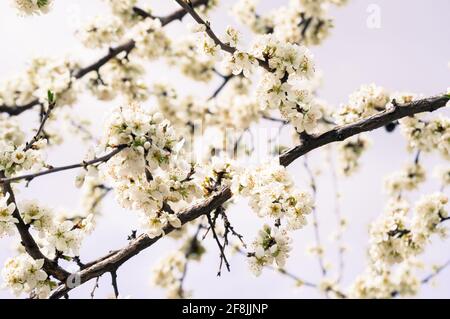 Branche blanche à fleurs luxuriantes d'un abricot à fleurs sur un bleu pâle Banque D'Images
