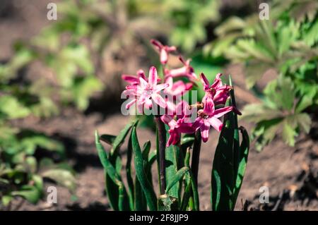 Petites fleurs rose vif de la jacinthe primrose au printemps Banque D'Images