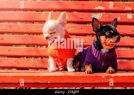 Deux chiens Chihuahua sur un banc en bois orange. Chien Chihuahua en vêtements et chiot chihuahua en vêtements Banque D'Images