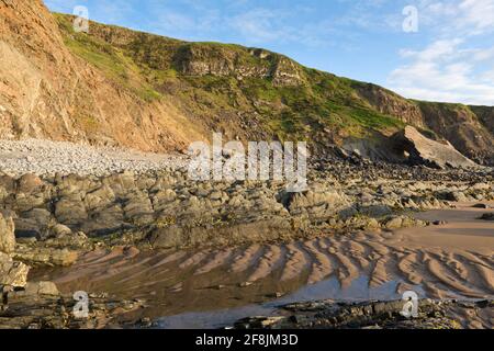 La falaise et la plage exposée à marée basse à Hartland Quay dans le North Devon Coast National Landscape, Angleterre. Banque D'Images