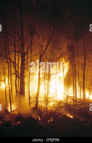 Australie. Feu de forêt. Banque D'Images