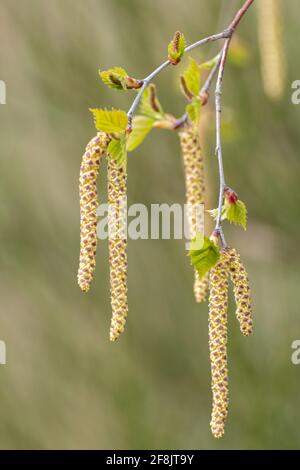 Chatons mâles sur le bouleau argenté (Betula pendula) en avril, au Royaume-Uni Banque D'Images