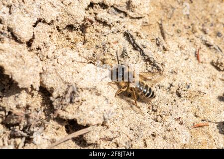 Mâle de l'abeille minière de Tawny (Andrena fulva), Surrey, Royaume-Uni, en avril ou au printemps Banque D'Images