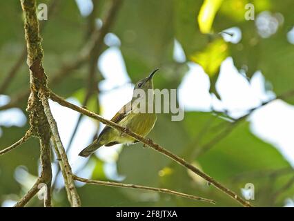 Little Spiderhunter (Arachnothera longirostra pallida) adulte perché sur le promontoire de Dakdam, Cambodge Janvier Banque D'Images