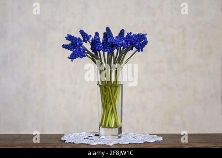 Bouquet de fleurs de printemps bleues dans un vase en verre transparent. Jacinthes de raisin. Mise au point sélective. Copier l'espace. Banque D'Images