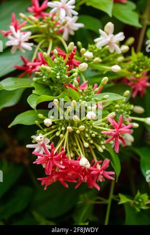 Plante tropicale ornementale Combretum indicum ou quisqualis indica (vitesses rampantes de Rangoon) avec fleurs blanches et rouges Banque D'Images