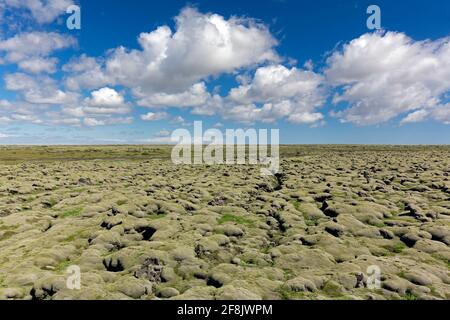 Champ de lave d'Eldhraun recouvert de frangemoss laineux / mousse à franges laolly (Racomitrium lanuginosum), Sudurland, Islande du Sud Banque D'Images