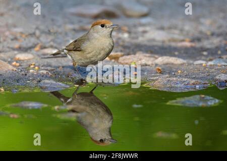 Casquette noire eurasienne (Sylvia atricapilla) eau potable femelle de l'étang / rivulet Banque D'Images