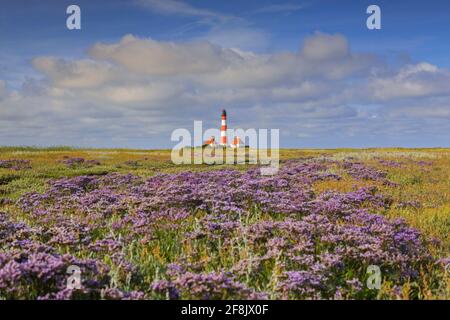 Lavande de mer en fleur et phare Westerheversand à Westerhever, péninsule d'Eiderstedt, Parc national de la mer des Wadden, Frise du Nord, Allemagne Banque D'Images