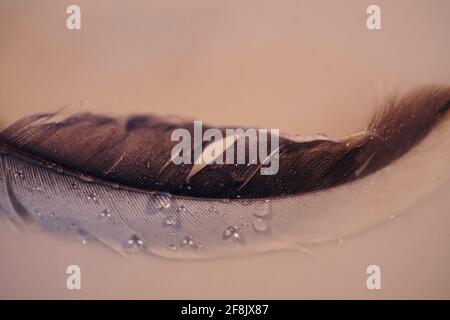 Plume d'un oiseau avec des gouttes d'eau simple concept photographie. Banque D'Images