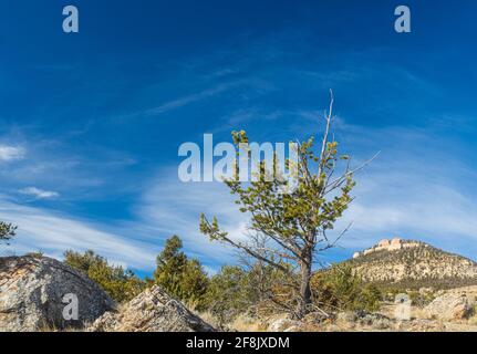 Pins maigres dans un sol pierreux de la région du nord du Wyoming aux États-Unis. Banque D'Images