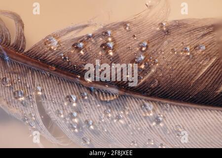 Plume d'un oiseau avec des gouttes d'eau simple concept photographie. Banque D'Images