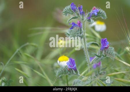 Détail d'une Viborera (Echium vulgare) avec de jolies fleurs violettes dans le champ Banque D'Images