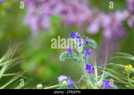 Détail d'une Viborera (Echium vulgare) avec de jolies fleurs violettes dans le champ Banque D'Images