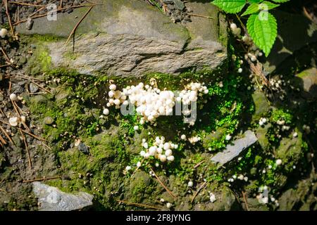 Le coprinellus disséatusaussi connu sous le nom de fée à tête de fée ou à tête de crumble trooping est une espèce de champignon agarique de la famille des Psathyrellacées. Un champignon i Banque D'Images