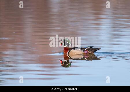 Canard de bois se détendre dans le lac de boue, Ottawa Canada Banque D'Images