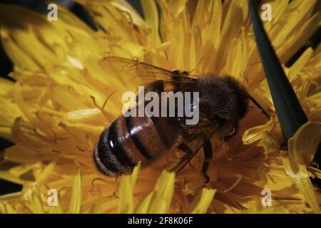 Une abeille sur Dandelion la pollinisant de l'image macro colorée. Banque D'Images