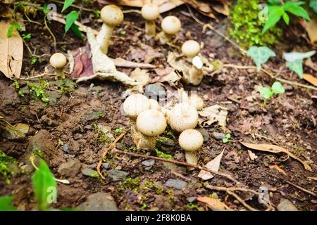 Champignons de la boule de bouffée des champignons du groupe des gastéroïdes dans la division basidiomycota. Ils n'ont pas de bouchon ouvert avec des branchies à spores produites à l'intérieur. MUS Banque D'Images